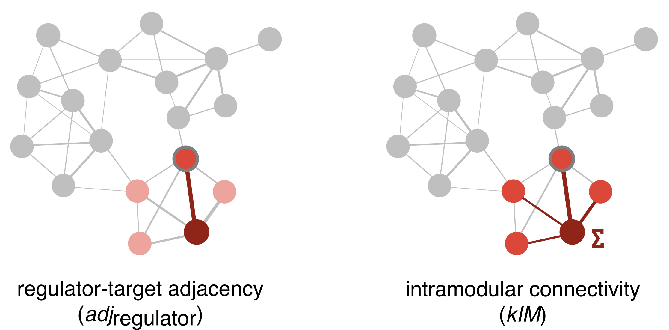Network concepts used for module pruning: regulator-target adjacency and intramodular connectivity.