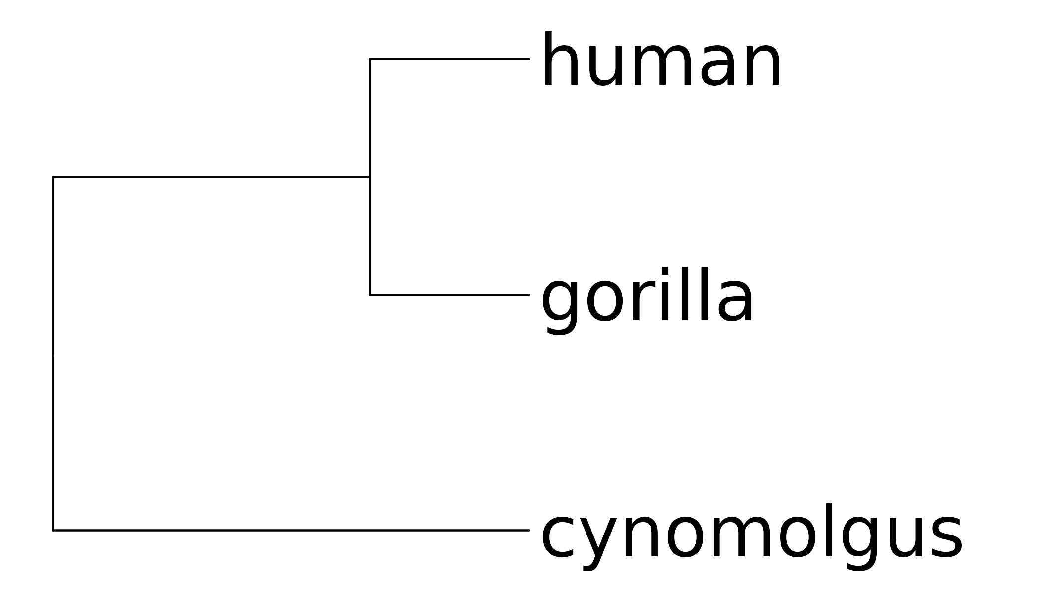 Phylogenetic tree of the species.