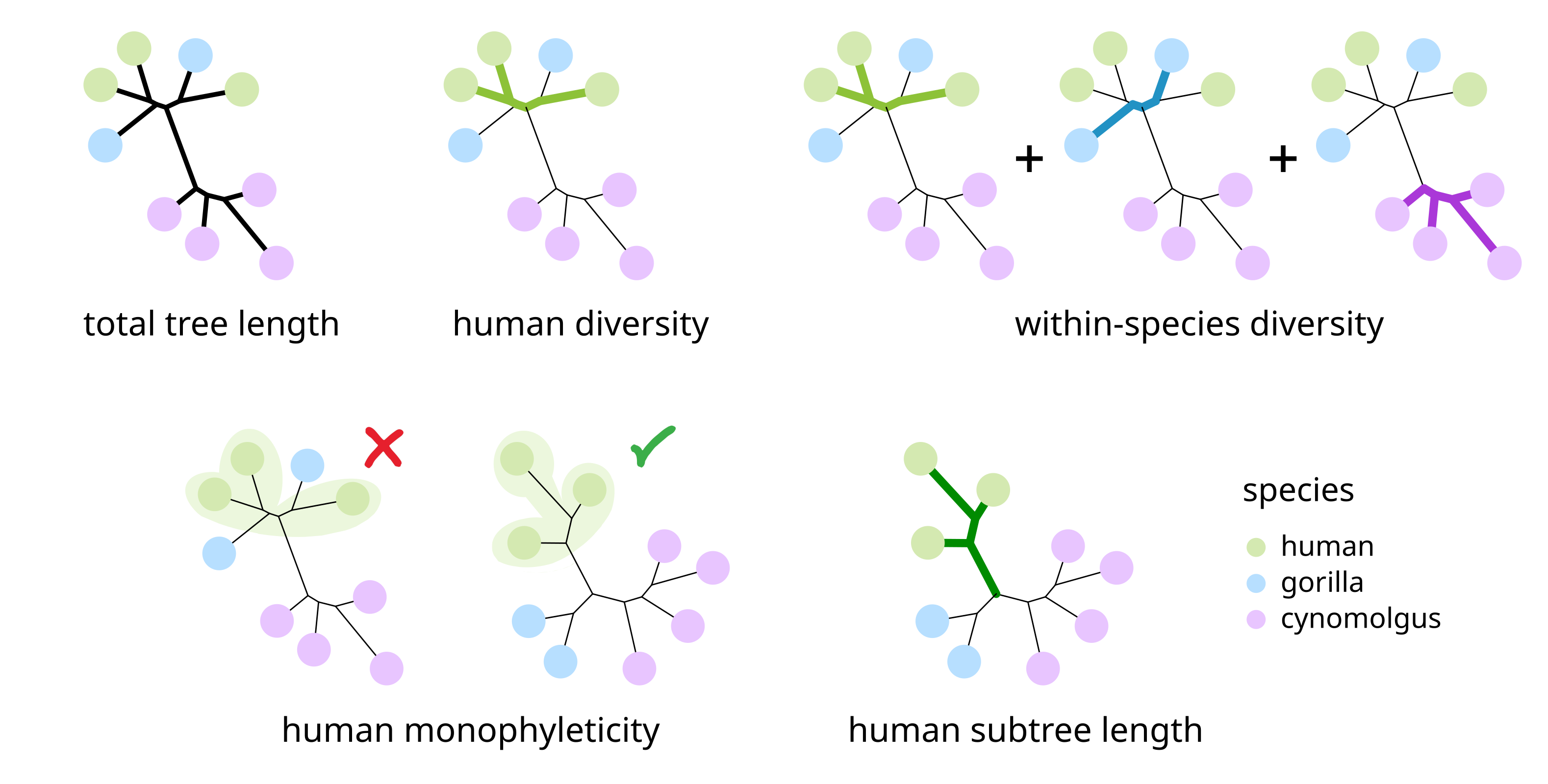 Tree-based statistics to characterize the cross-species conservation of network modules.